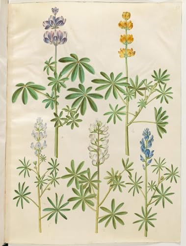 Poster Lupinus Pilosus SERENDIPITP affiche graffiti 60x90cm