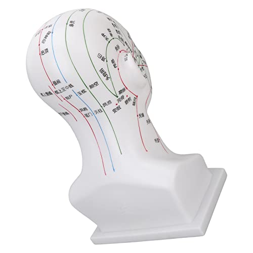Nutriess PVC Acupuncture Point Head Model with Meridians for Teaching and Massage Treatment 11.8 Inch
