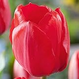 Tulpenzwiebeln Red Impression Rot - Blumenzwiebeln, mehrjährig & robust- Darwin-Hybrid Tulpe Red Impression - 10 Tulpen-Zwiebeln von Garten Schlüter - Pflanzen in Top Qualität