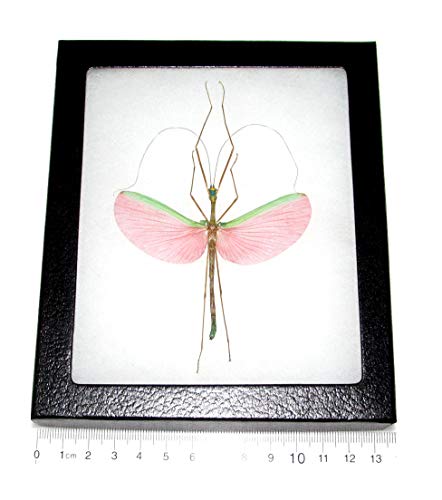 BicBugs Marmessoidea rosea Male Pink Green Walking Stick Bug Malaysia