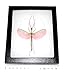Bicbugs, LLC Real Framed Stick Bug Pink Walking Stick Insect Specimen