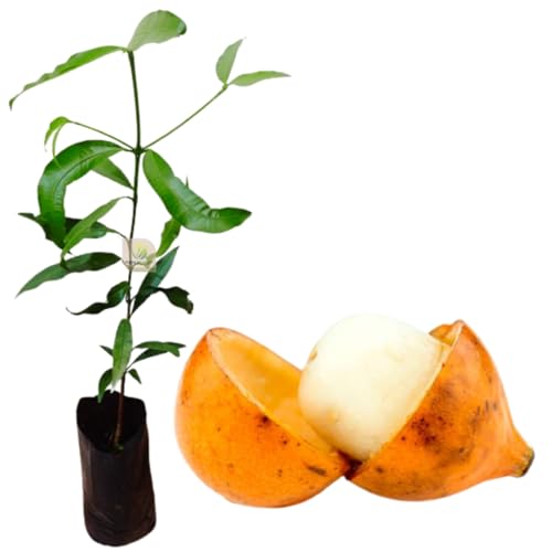 Muda De Achachairu Boliviano