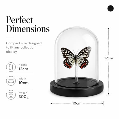 Real Taxidermy Butterfly Specimen hestina assimilis Shadow Box, Butterfly Gifts for Women Girls with Glass Cover, Butterfly Decor for Bedroom Office Living Room Desk — view 4