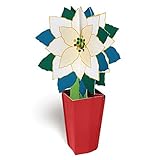 White Poinsettia Holiday Card by Jann Johnson