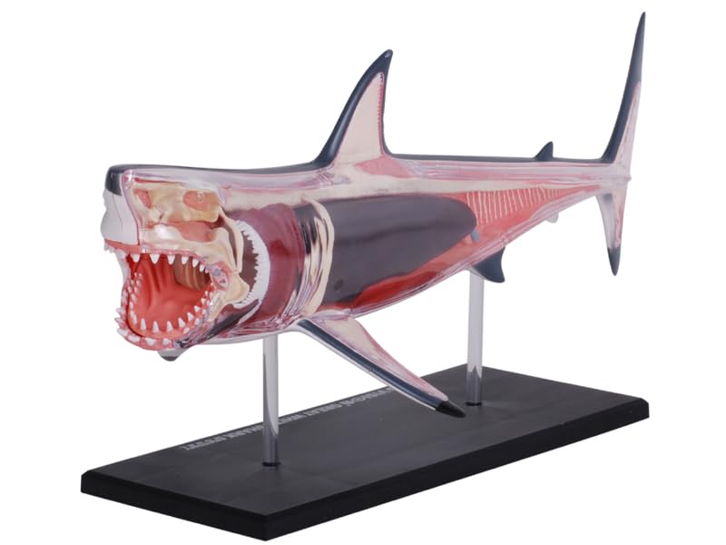Amazon.co.jp: 4D ビジョン ホホジロザメ 解剖モデル 4D VISION 622028