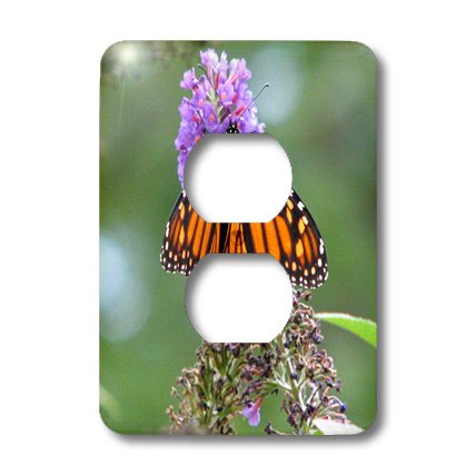 Cache-prise monarque violet et orange 3dRose lsp_27253_6 aux reflets intenses - 3
