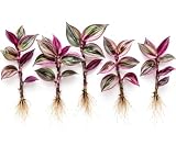 Tradescantia Live Plant Cuttings, Choose Your Variety, 5 Rooted Cuttings Per Order, Easy to Grow Indoor Houseplant, Fast Growing Trailing Vine, Rooted Starter Plants (5 Discolor Quadricolor)