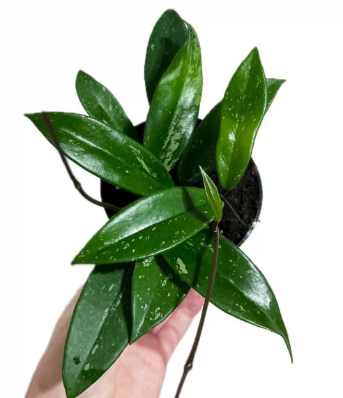 Hoya publicalix - Hoya Vining Plant - Wax Plant in 12 cm Pot