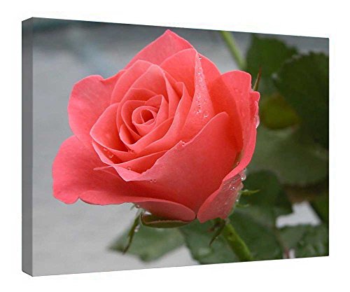 Impression sur toile rose pêche 40x50 cm avec cadre en bois nature