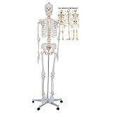 Sport-Tec Skelett Schulskelett 178 cm inklusive Lehrtafel und Stativ - Lebensgroßes Anatomie Skelett mit Stativ - Lehrmittel für Medizin und Biologie