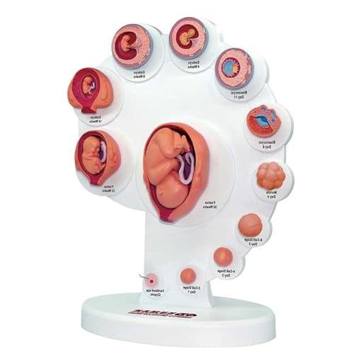 HEQIM Fetal Uterine Embryo Development Model, Human Body Model Teaching Tool, fetal Organ Growth Process Model, fetal Model Human Anatomy Teaching aids, Medical Teaching Supplies