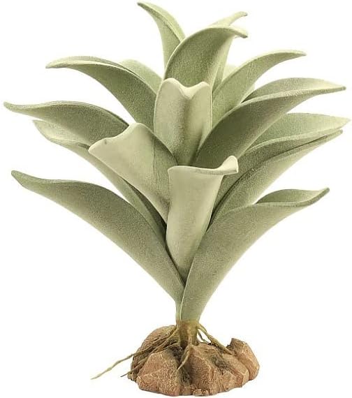 Plantas