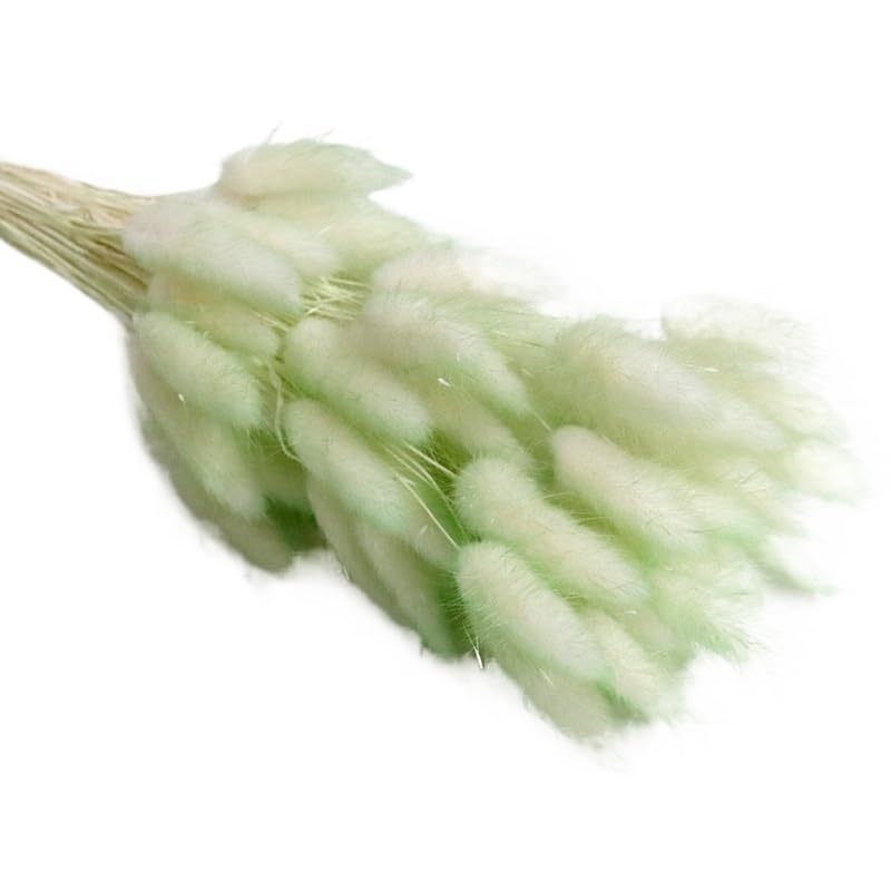 Ramo de Pasto Pampas Seco Natural 30 piezas Marrón miniatura 5