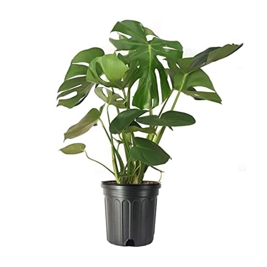 Large Live Monstera Plant for Decor