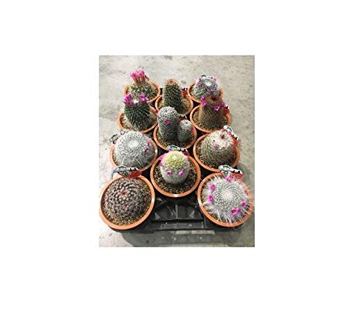 Amazon.co.jp: プランツネット(Plants Net) 多肉植物 ハナ