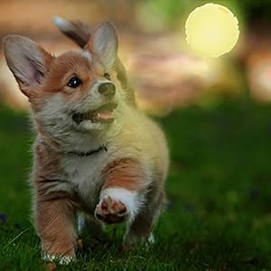 Nerfdogtennisballblasterdogtoywhite25inchglowreloadball Urban Country Home Decor Nerf dog tennis ball blaster dog toy white 25 inch glow reload ball urban country home decor