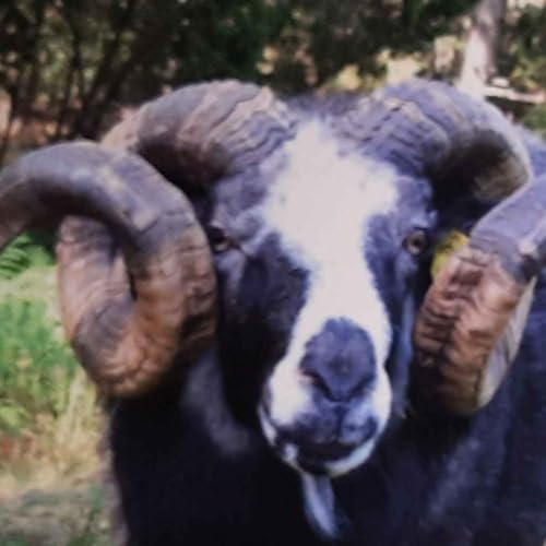 『Br&auml;king Nyhetar』のカバーアート