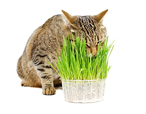 Todd's Seeds Hard Red Wheatgrass - 10 Lb's - Plant & Grow Wheatgrass, Flour, Grain & Bread - Wheatgrass Juice - Sprouting Seeds #TOP6