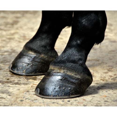 Hoof Health From a (Mostly) Dietary Standpoint