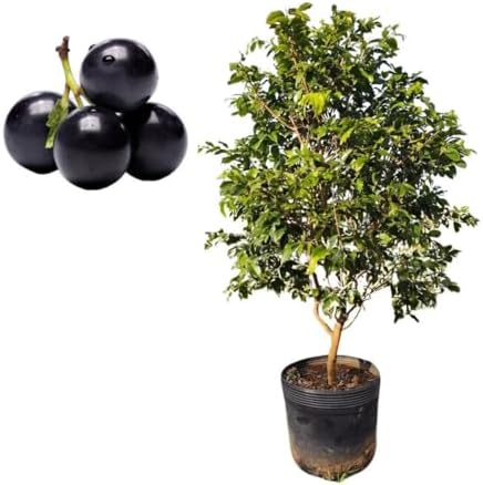 Muda De Jabuticaba Hibrida Bem Desenvolvida - Prestes A Produzir