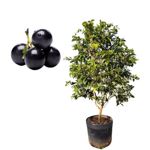 Muda De Jabuticaba Hibrida Em Fase De Produção - Ideal Para Vasos