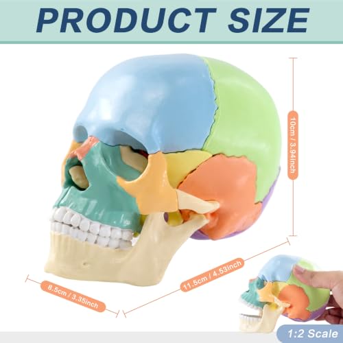 Image of New Anatomy Skull Model 15 Parts Human Color Exploded Skull Detachable | Mini Palm-Sized, Medical Dental Clinic Teaching Equipment, Learning with Color Study Manual