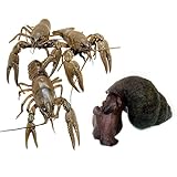 Pond Combo: Enhance your pond's ecosystem with the Toledo Goldfish Crayfish and Trapdoor Snail Combo, specially curated for pond stocking. Suitable for tanks or garden ponds, this combo offers a dynamic mix of crayfish and tranquil Trapdoor Snails. C...