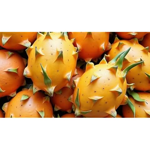 30 Yellow Dragonfruit Seeds - CZ Grain Cover