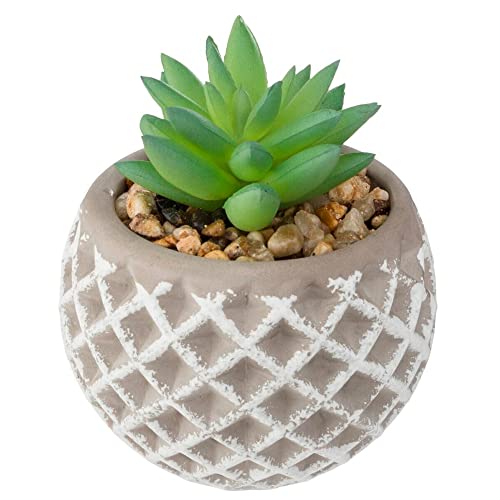 ATMOSPHERA CREATEUR D'INTERIEUR Olla de Cemento suculenta