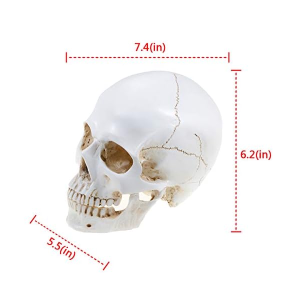 Doc.Royal Realistischer Totenkopf, Maßstab 1:1, menschlicher Totenkopf, Lebensgröße, anatomisch, medizinische… – Bild 3