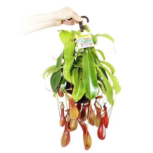 PLANTA NATURAL CARNIVORA NEPENTHES ALATA M14 40CM DE CAIDA PERFECTA PARA EL HOGAR
