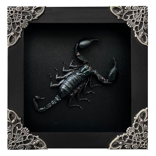 2 Real Scorpion Lanternfly Butterfly Glass Frames Dead Insect Dried Shadow Box Wood Oddity Framed Taxidermy Specimen Collectables Decor Decoration Reading Tabletop Wall Art Home Gallery K12-51DE55KINH