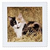 Square dimensions (in inches): 16 L x 16 W, image dimensions (in inches): 14 L x 14 W 100% poloyester; image is soft to touch. Made in USA Edges have pinking shear cut Image will not fade with washing. Image not a transfer, part of material