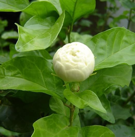 High Fraagrance Rose Shaped Multi Petal Arabian Jasmine/MograFlower Live Plant With safe & Secure Packing-image-1