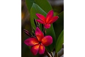 Enchanting Scent of Eden: 5 Captivating Plumeria Seeds for a Fragrant Garden Oasis