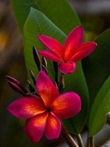 5 Semillas de Plumeria Naranja Rosa Oscuro Plantas Semillas de Flor Flores Perennes Jardín Bloomn