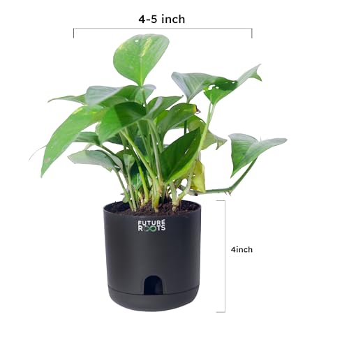 Image of Future Roots Good Luck Golden Money Plant with Self Watering Pot - Air Purifying Indoor Live Feng Shui Plant for Home, Living Room, Kitchen, Office Desk, Bedroom Decor (Black)