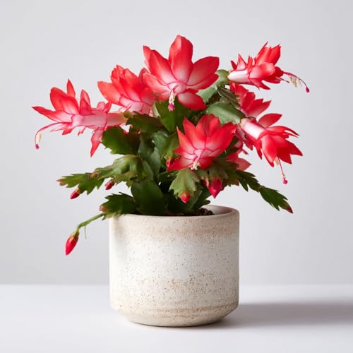Red Christmas Cactus Plant - schlumbergera pet Safe houseplant in 12cm Pot