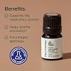 Plant Therapy Organic Helichrysum Essential Oil (Italicum), 2.5 mL (1/12 oz), 100% Pure, Undiluted, USDA Certified Organic, Great for Skincare, Diffusion, and Aromatherapy