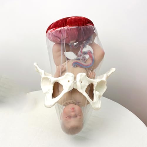 Simulateur d'accouchement AMITD grandeur nature avec bébé détachable