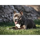 Materiales respetuosos con el medio ambiente: los kits de arte de diamantes utilizan materiales de lona importados respetuosos con el medio ambiente y pegamento de espejo importado respetuoso con el medio ambiente, que no son tóxicos, inofensivos y resistentes al agua, y se pueden aplicar a cualquier persona.