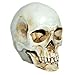 MagiDeal Lifesize 1:1 Human Skull Replica Resin Model Anatomical Medical Skeleton