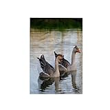 3dRose France, Burgundy, Nievre, Cercy-la-Tour. Geese on the Canal 15x22 Hand Towel