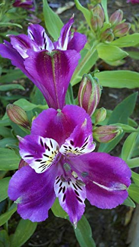 See full amazon price history chart for Siddhi Vinayak Gallery® Imported Veriety Alstroemeria Flower Bulbs For Home Garden, Lily of the Incas Mix Colour Flower Bulbs (Pack of 4) Siddhi Vinayak Gallery® Imported Veriety Alstroemeria Flower Bulbs For Home Garden, Lily of the Incas Mix Colour Flower Bulbs (Pack of 4) (B091GC5QKP) Amazon Price History, Amazon Price Tracker