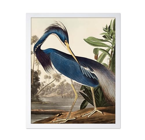 Poster Master Vintage Illustration Poster - Retro Animal Print - Gift for Artist, Friend - Louisiana Heron, Tropical Bird, Wildlife, Colorful - Wall Decor for Home, Office, 11x14 White Framed