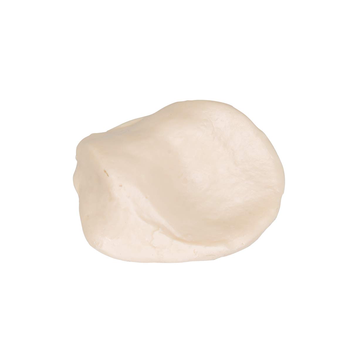 3B Scientific A35/2 Human Anatomy Patella Model