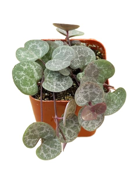 Succulents Plants Live 2 String of Hearts Live Mini Succulent Plants Easy Care House Plants Rooted in Succulent Soil Mix by The Succulent Cult