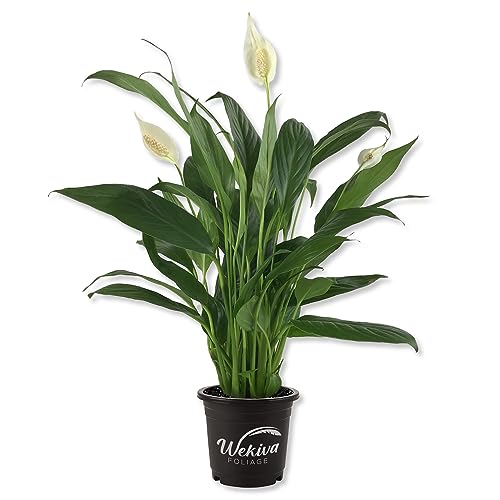 Spathiphyllum Peace Lily - Live Starter Plant in a 4 Inch Pot - Spathiphyllum - Elegant Low Maintenance Air Purifying Indoor Houseplant