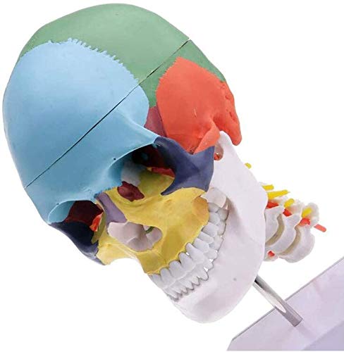 Modèle De L'Anatomie De L'Anatomie Humaine du Squelette De Matériel Médical Os Peinture Sculpture Cervicale Inquiring