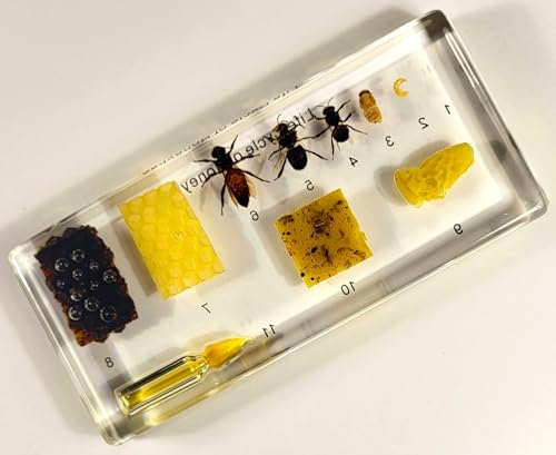 Image of Lifecycle of a Honeybee in 5.5 inch Crystal Clear Lucite Resin Paperweight Preserved Taxidermy Crafts Collection Biology Science Education Display Supplies Specimen